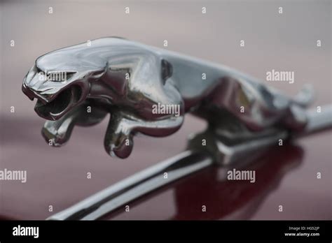 Jaguar bonnet mascot Stock Photo - Alamy