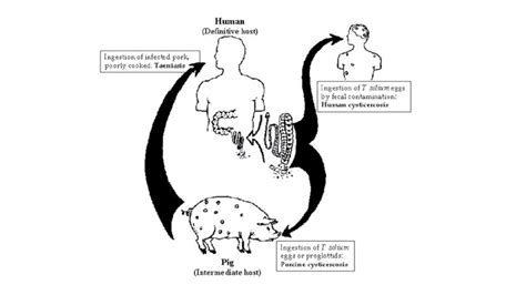 Life Cycle of Taenia Solium (Reprinted with permission of Garcia HH ...