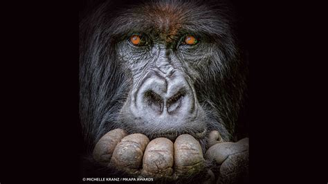 Close and personal portrait of pensive gorilla wins 2022 African ...