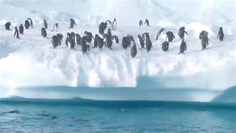 Success GIF - Birds Penguins Jump - Discover & Share GIFs