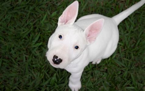 39 of the Best Bull Terrier Mixes: Canines with Character