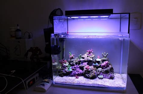 Nano Reef Tank Setup and Maintenance (Ultimate Guide)