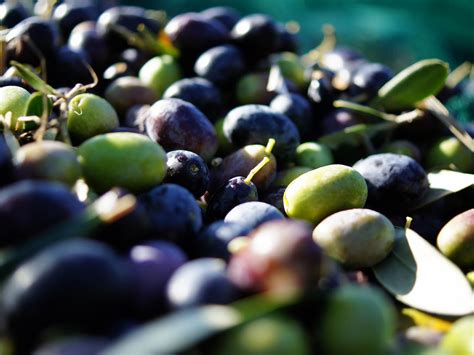 A Beginner's Guide to Olives: 14 Varieties Worth Seeking Out