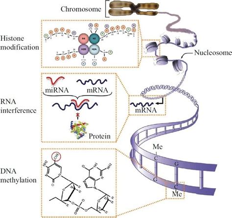 Figure 2: Schematic of the mechanisms of epigenetic regulation. DNA ...