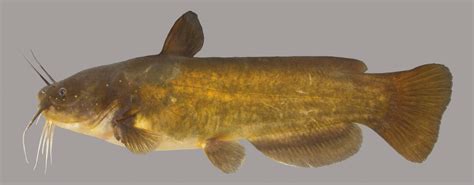 Yellow Bullhead – Discover Fishes