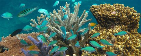 Australian Coral Reef Resilience Initiative | AIMS