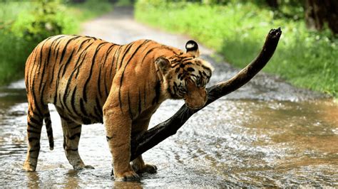 Pilibhit Tiger Reserve: Uttar Pradesh - Chinmaya IAS Academy - Current ...