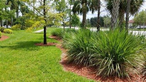 Fakahatchee grass for landscaping. Florida Native Plants. | Florida ...