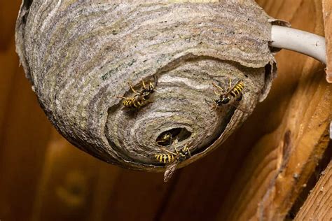 4 Types Of Wasps Nests And Their Unique Features - A-Z Animals