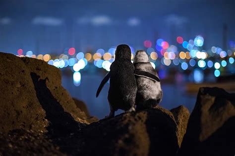 Image of fairy penguins watching Melbourne lights wins photo prize ...