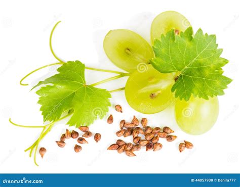 Grape Seeds Isolated On White Background Royalty-Free Stock Photography ...