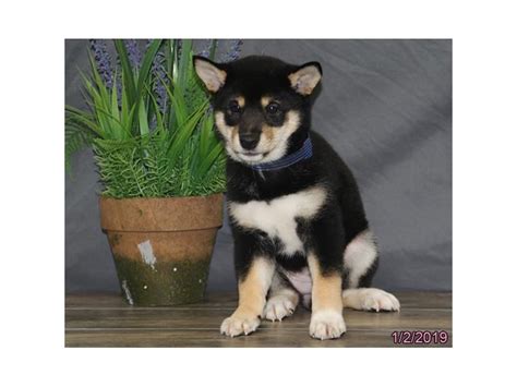 Shiba Inu-DOG-Female-Tri-Colored-2251527-Petland Carriage Place