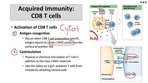 CD8 T cell activation and function - YouTube