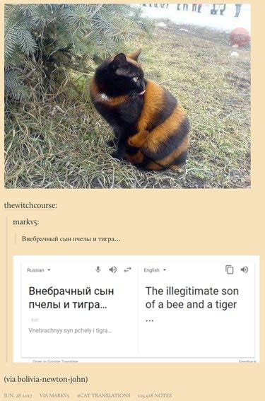 These Poorly Translated Russian Cat Memes Will Make You Pee From ...