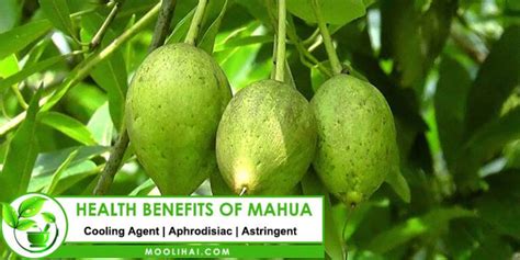 Mahua (Illupai): Benefits, Nutrition, Uses, Side Effects - Moolihai.com