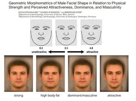 Why is a larger Bi-temporal width in comparison with Bi-Zygomatic width attractive among males ...