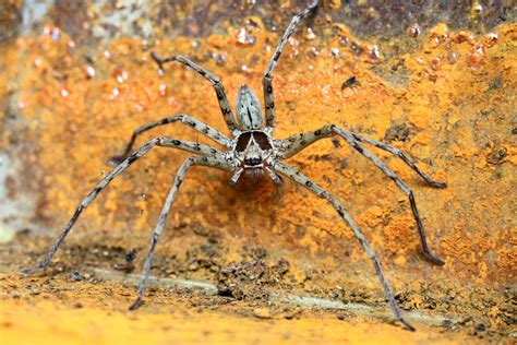 into the wild: huntsman spider