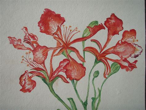 gulmohar flowers by Radha-Raja on deviantART