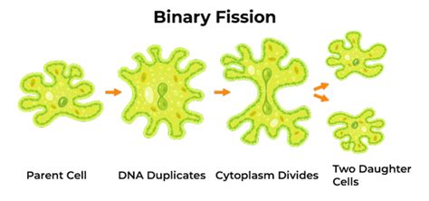 Binary Fission - GeeksforGeeks