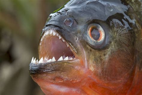 12 Piranha Facts to Sink Your Teeth Into