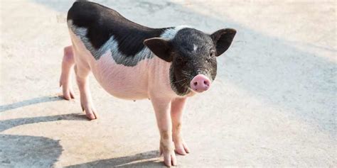 10 Small Pig Breeds that Look Cute | Farming Base