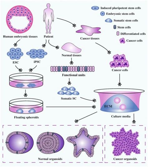 Organoids - Embryology