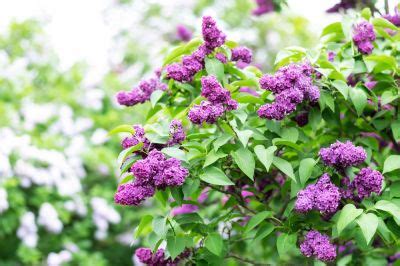 Get Lilac Bush Pruning - Schedule Service Today