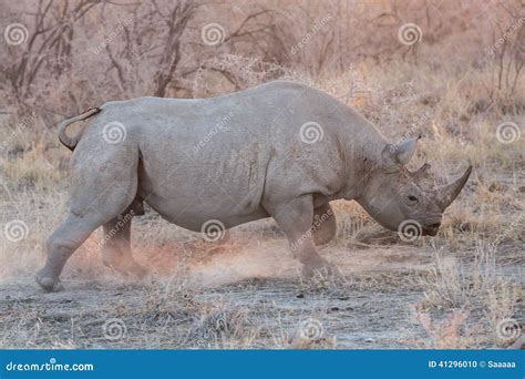 Blurred Rhino running stock photo. Image of strength - 41296010