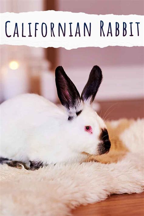 Californian Rabbit Breed - Your Guide To The California White Bunny