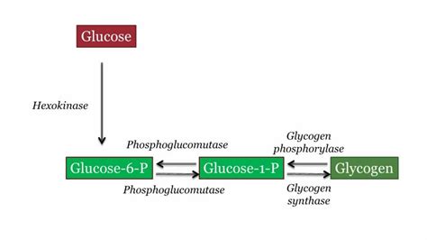 Glycogen Synthesis and Degradation - YouTube