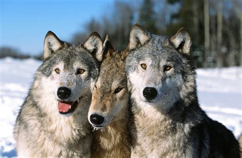 Family Bond – The pack consists of the alpha male and female and their offsprings from all their ...