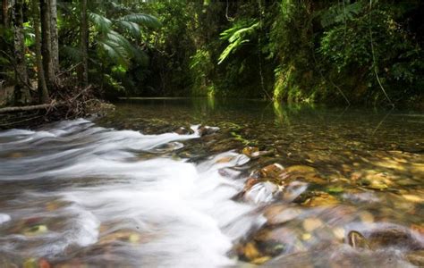 daintree-rainforest-weather-rainforest-creek-4 - Visit Daintree Rainforest