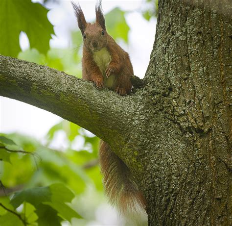 On a branch | Red squirrel (Sciurus vulgaris) looking at a p… | Flickr