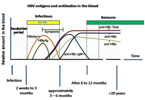 Hepatitis B laboratory tests - wikidoc