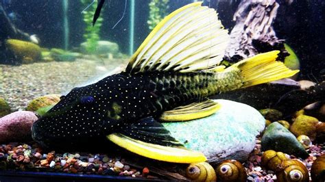 Luteus Phase II - (Hypostomus luteus) Golden Sailfin Pleco - YouTube