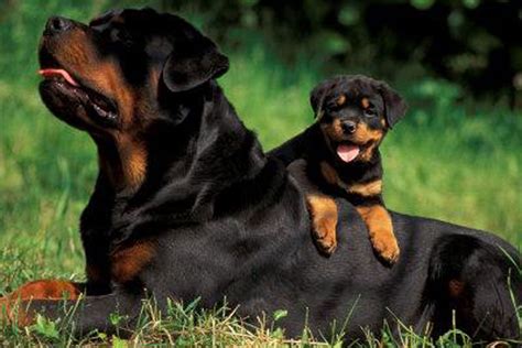 Rottweiler Puppies Wallpapers - Wallpaper Cave