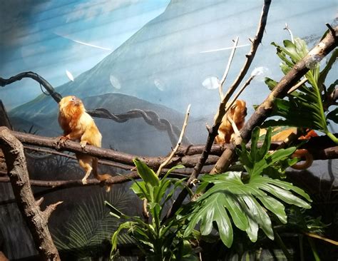 Prospect Park Zoo | Aviously