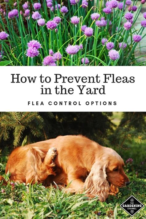 Flea Control Options for the Yard - Gardening Channel