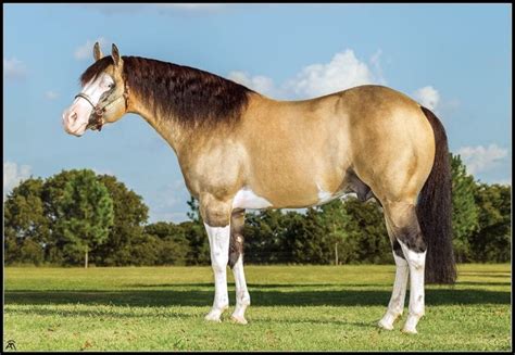 Central New York Reining Horse Association Gunner Dun It Again at ...