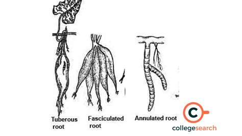 Fibrous Root: Definitions, Examples, Characteristics, Functions, Types, Modifications, and ...