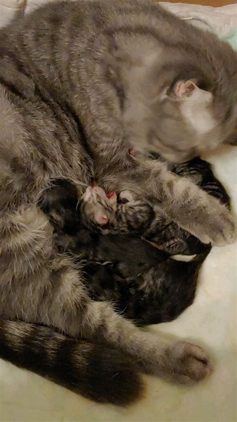 My cat got recently babies, this is them on day two. Today is their ...