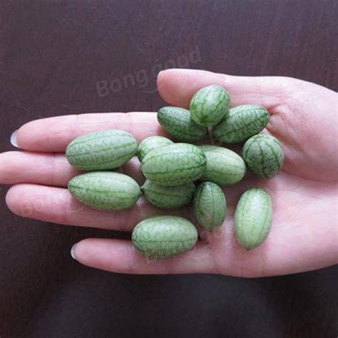 Egrow 10Pcs Super Mini Watermelon Seeds Thumb Watermelon Delicious Fruit Seeds - US$2.49