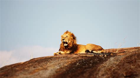 Download wallpaper: Lion in Serengeti National Park 5120x2880