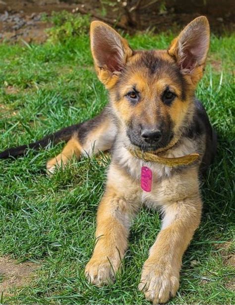 When Do German Shepherd Puppy Ears Stand Up? - Dog Discoveries