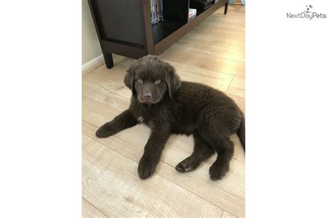 Red : Newfoundland puppy for sale near Inland Empire, California | 04300029-1471