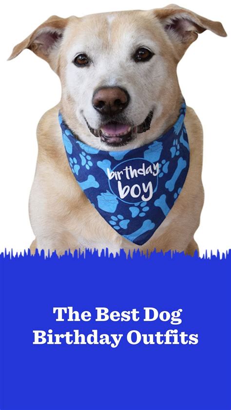 Your dog will ring in their big day in style this year wearing one of these awesome dog birthday ...