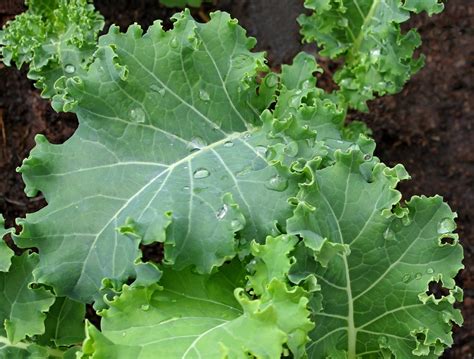 Kale: tips and tricks for growing your own – small green things