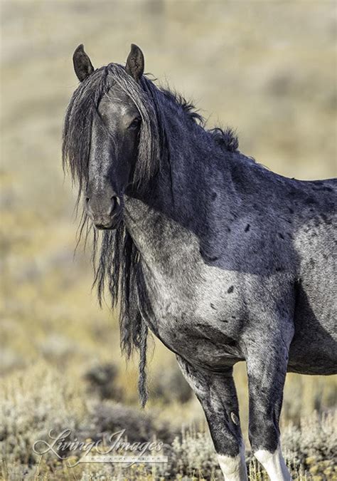 Wild Horse Photography Wild Horse Blue Zeus Print blue Zeus at Dawn - Etsy in 2024 | Wild horses ...