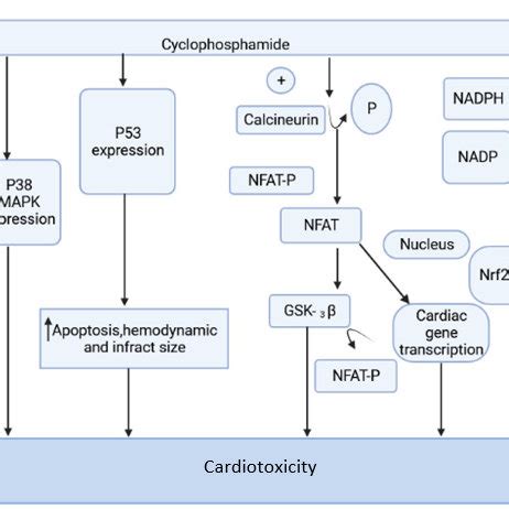 Different types of cardiotoxic effects of chemotherapeutic agents ...