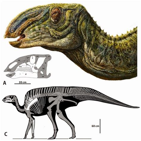 Species New to Science: [Paleontology • 2014] Zhanghenglong yangchengensis • A New Basal ...